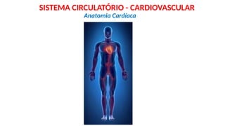 Anatomia Cardíaca
SISTEMA CIRCULATÓRIO - CARDIOVASCULAR
 