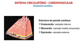 Estrutura da parede cardíaca:
 Endocárdio: camada interna
 Miocárdio: camada media (muscular)
 Epicárdio: camada externa
Anatomia Cardíaca
SISTEMA CIRCULATÓRIO - CARDIOVASCULAR
 