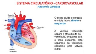 O CORAÇÃO
O septo divide o coração
em dois lados: direito e
esquerdo.
A válvula tricúspide
separa o átrio direito do
ventrículo, enquanto que
o átrio esquerdo está
separado
esquerdo
mitral.
do ventrículo
pela válvula
Anatomia Cardíaca
SISTEMA CIRCULATÓRIO - CARDIOVASCULAR
 
