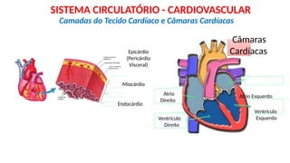 Epicárdio
(Pericárdio
Visceral)
Miocárdio
Endocárdio
Camadas do Tecido Cardíaco e Câmaras Cardíacas
SISTEMA CIRCULATÓRIO - CARDIOVASCULAR
Câmaras
Cardíacas
Atrio Esquerdo
Atrio
Direito
Ventrículo
Esquerdo
Ventrículo
Direito
 