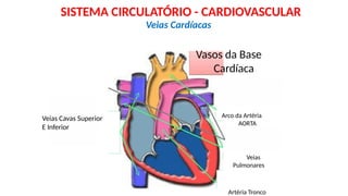 Veias Cavas Superior
E Inferior
Vasos da Base
Cardíaca
Arco da Artéria
AORTA
Veias
Pulmonares
Artéria Tronco
Veias Cardíacas
SISTEMA CIRCULATÓRIO - CARDIOVASCULAR
 