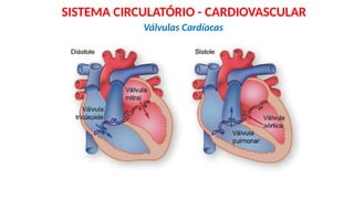 Válvulas Cardíacas
SISTEMA CIRCULATÓRIO - CARDIOVASCULAR
 
