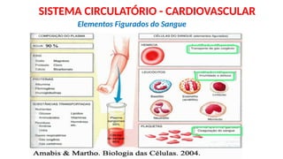 Elementos Figurados do Sangue
SISTEMA CIRCULATÓRIO - CARDIOVASCULAR
 
