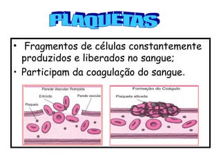 • Fragmentos de células constantemente
produzidos e liberados no sangue;
• Participam da coagulação do sangue.
 