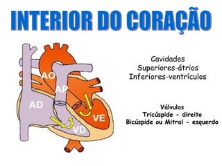 Cavidades
Superiores-átrios
Inferiores-ventrículos
Válvulas
Tricúspide - direito
Bicúspide ou Mitral - esquerdo
 