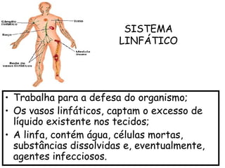 • Trabalha para a defesa do organismo;
• Os vasos linfáticos, captam o excesso de
líquido existente nos tecidos;
• A linfa, contém água, células mortas,
substâncias dissolvidas e, eventualmente,
agentes infecciosos.
SISTEMA
LINFÁTICO
 
