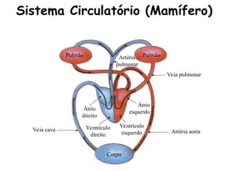 Sistema Circulatório (Mamífero)
Corpo
Pulmão
Pulmão Artéria
pulmonar
Veia pulmonar
Ventrículo
esquerdo Artéria aorta
Veia cava
Átrio
esquerdo
Ventrículo
direito
Átrio
direito
 