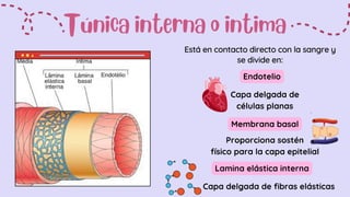 Anatomía del Sistema Circulatorioooo.pdf