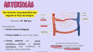 sistema Circulatorio.pdf (Venas y arterias principales)) | PDF