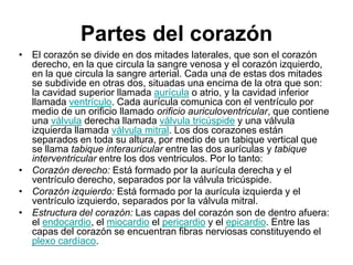 Partes del corazónEl corazón se divide en dos mitades laterales, que son el corazón derecho, en la que circula la sangre venosa y el corazón izquierdo, en la que circula la sangre arterial. Cada una de estas dos mitades se subdivide en otras dos, situadas una encima de la otra que son: la cavidad superior llamada aurícula o atrio, y la cavidad inferior llamada ventrículo. Cada aurícula comunica con el ventrículo por medio de un orificio llamado orificio auriculoventricular, que contiene una válvula derecha llamada válvula tricúspide y una válvula izquierda llamada válvula mitral. Los dos corazones están separados en toda su altura, por medio de un tabique vertical que se llama tabique interauricular entre las dos aurículas y tabique interventricular entre los dos ventriculos. Por lo tanto: Corazón derecho: Está formado por la aurícula derecha y el ventrículo derecho, separados por la válvula tricúspide. Corazón izquierdo: Está formado por la aurícula izquierda y el ventrículo izquierdo, separados por la válvula mitral. Estructura del corazón: Las capas del corazón son de dentro afuera: el endocardio, el miocardio el pericardio y el epicardio. Entre las capas del corazón se encuentran fibras nerviosas constituyendo el plexo cardíaco. 