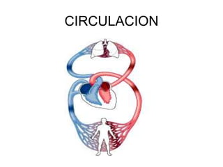 CIRCULACION