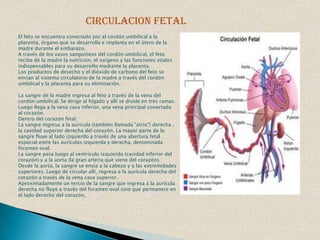  La válvula mitral o bicúspide, que separa la aurícula izquierda del ventrículo izquierdo.