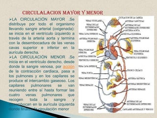  La válvula aórtica, que separa el ventrículo izquierdo de la arteria aorta.Vasos sanguíneosUn vaso sanguíneo es una estructura hueca y tubular que conduce la sangre impulsada por la acción del corazón.Las arterias son las encargadas de llevar la sangre desde el corazón a los órganos, transportando el oxígeno (excepto en las arterias pulmonares, donde transporta sangre con dióxido de carbono) y los nutrientes. Esta sangre se denomina arterial u oxigenada en la circulación mayor y tiene un color rojo intenso. Las arterias tienen las paredes gruesas y ligeramente elásticas, pues soportan mucha presión. 