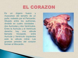 EL CORAZONEs un órgano hueco y musculoso del tamaño de un puño, rodeado por el Pericardio. Situado entre los pulmones, dividido en cuatro cavidades : dos Aurículas y dos Ventrículos. Entre la Aurícula y el Ventrículo derecho hay una válvula llamada tricúspide, entre Aurícula y Ventrículo izquierdos está la válvula mitral. Las gruesas paredes del corazón forman el Miocardio. 