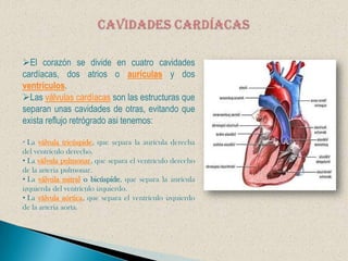 CAVIDADES CARDÍACASEl corazón se divide en cuatro cavidades cardíacas, dos atrios o aurículas y dos ventrículos.