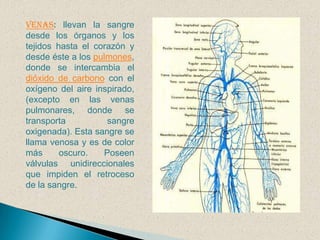 La válvula tricúspide, que separa la aurícula derecha del ventrículo derecho.