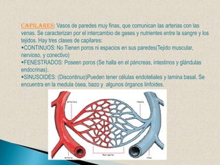  La válvula pulmonar, que separa el ventrículo derecho de la arteria pulmonar.
