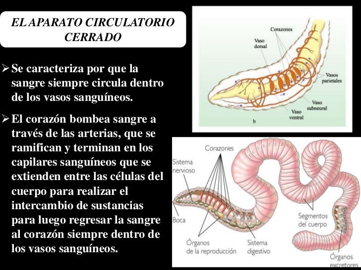Hentay con los monstruos y los parásitos