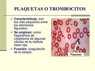 PLAQUETAS O TROMBOCITOS Características:  son los más pequeños entre los elementos figurados. Se originan:  como fragmentos de citoplasma de algunas células de la médula ósea roja. Función:  coagulación de la sangre. Plaquetas 