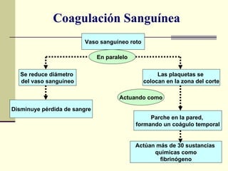 Coagulación Sanguínea Vaso sanguíneo roto Se reduce diámetro  del vaso sanguíneo Las plaquetas se  colocan en la zona del corte Disminuye pérdida de sangre Parche en la pared,  formando un coágulo temporal Actúan más de 30 sustancias  químicas como fibrinógeno En paralelo Actuando como 