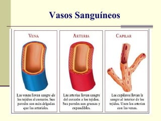 Vasos Sanguíneos 