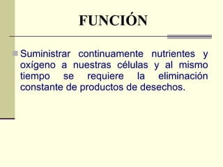 FUNCIÓN Suministrar continuamente nutrientes y oxígeno a nuestras células y al mismo tiempo se requiere la eliminación constante de productos de desechos.   