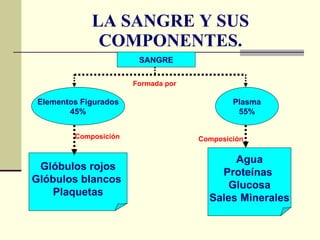 LA SANGRE Y SUS COMPONENTES. SANGRE Elementos Figurados 45% Plasma 55% Glóbulos rojos Glóbulos blancos  Plaquetas Agua Proteínas  Glucosa Sales Minerales Formada por Composición Composición 