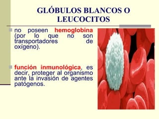 GLÓBULOS BLANCOS O LEUCOCITOS no poseen  hemoglobina  (por lo que no son transportadores de oxígeno). función inmunológica , es decir, proteger al organismo ante la invasión de agentes patógenos.   
