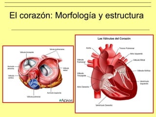 El corazón: Morfología y estructura
 