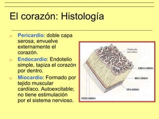 El corazón: Histología
□ Pericardio: doble capa
serosa, envuelve
externamente el
corazón.
□ Endocardio: Endotelio
simple, tapiza el corazón
por dentro.
□ Miocardio: Formado por
tejido muscular
cardíaco. Autoexcitable;
no tiene estimulación
por el sistema nervioso.
 