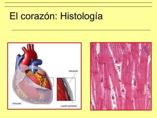El corazón: Histología
 