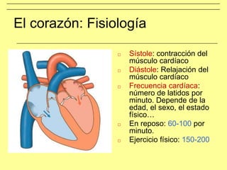 El corazón: Fisiología
□ Sístole: contracción del
músculo cardíaco
□ Diástole: Relajación del
músculo cardíaco
□ Frecuencia cardíaca:
número de latidos por
minuto. Depende de la
edad, el sexo, el estado
físico…
□ En reposo: 60-100 por
minuto.
□ Ejercicio físico: 150-200
 