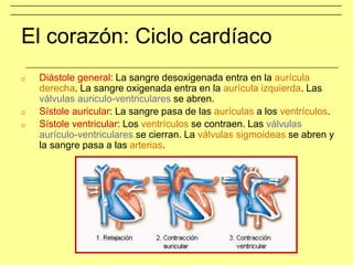El corazón: Ciclo cardíaco
□ Diástole general: La sangre desoxigenada entra en la aurícula
derecha. La sangre oxigenada entra en la aurícula izquierda. Las
válvulas auriculo-ventriculares se abren.
□ Sístole auricular: La sangre pasa de las aurículas a los ventrículos.
□ Sístole ventricular: Los ventrículos se contraen. Las válvulas
aurículo-ventriculares se cierran. La válvulas sigmoideas se abren y
la sangre pasa a las arterias.
 