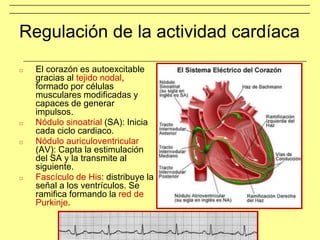 Regulación de la actividad cardíaca
□ El corazón es autoexcitable
gracias al tejido nodal,
formado por células
musculares modificadas y
capaces de generar
impulsos.
□ Nódulo sinoatrial (SA): Inicia
cada ciclo cardiaco.
□ Nódulo auriculoventricular
(AV): Capta la estimulación
del SA y la transmite al
siguiente.
□ Fascículo de His: distribuye la
señal a los ventrículos. Se
ramifica formando la red de
Purkinje.
 