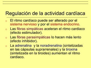 □ El ritmo cardíaco puede ser alterado por el
sistema nervioso y por el sistema endocrino.
□ Las fibras simpáticas aceleran el ritmo cardiaco
(efecto estimulador).
□ Las fibras parasimpáticas lo hacen más lento
(efecto inhibidor).
□ La adrenalina y la noradrenalina (sintetizadas
en las cápsulas suprarrenales) y la tiroxina
(sintetizada en la tiroides) aumentan el ritmo
cardiaco.
Regulación de la actividad cardíaca
 