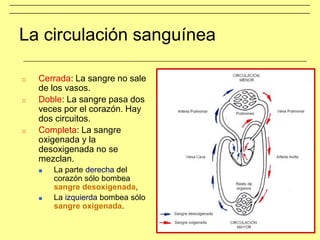 La circulación sanguínea
□ Cerrada: La sangre no sale
de los vasos.
□ Doble: La sangre pasa dos
veces por el corazón. Hay
dos circuitos.
□ Completa: La sangre
oxigenada y la
desoxigenada no se
mezclan.
■ La parte derecha del
corazón sólo bombea
sangre desoxigenada,
■ La izquierda bombea sólo
sangre oxigenada.
 