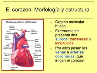 El corazón: Morfología y estructura
□ Órgano muscular
hueco
□ Externamente
presenta dos
surcos: transversal y
longitudinal
□ Por ellos pasan las
venas y arterias
coronarias, que
irrigan al corazón.
 