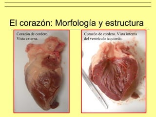 El corazón: Morfología y estructura
Corazón de cordero.
Vista externa.
Corazón de cordero. Vista interna
del ventrículo izquierdo.
 