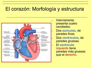 El corazón: Morfología y estructura
□ Internamente
presenta cuatro
cavidades:
□ Dos aurículas, de
paredes finas.
□ Dos ventrículos, de
paredes gruesas.
□ El ventrículo
izquierdo tiene
paredes más gruesas
que el derecho.
 