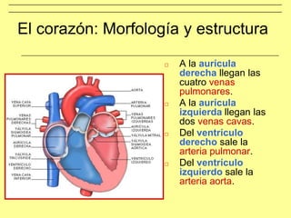 El corazón: Morfología y estructura
□ A la aurícula
derecha llegan las
cuatro venas
pulmonares.
□ A la aurícula
izquierda llegan las
dos venas cavas.
□ Del ventrículo
derecho sale la
arteria pulmonar.
□ Del ventrículo
izquierdo sale la
arteria aorta.
 