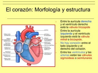 El corazón: Morfología y estructura
□ Entre la aurícula derecha
y el ventrículo derecho
está la válvula tricúspide
□ Entre la aurícula
izquierda y el ventrículo
izquierdo está la válvula
mitral o bicúspide.
□ No hay conexión entre el
lado izquierdo y el
derecho del corazón.
□ Entre los ventrículos y las
arterias están las válvulas
sigmoideas o semilunares
 