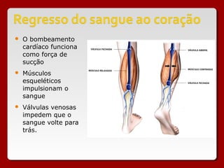  O bombeamento
cardíaco funciona
como força de
sucção
 Músculos
esqueléticos
impulsionam o
sangue
 Válvulas venosas
impedem que o
sangue volte para
trás.
 