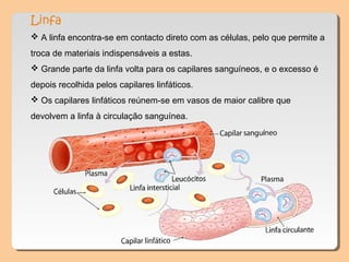 Linfa
 A linfa encontra-se em contacto direto com as células, pelo que permite a
troca de materiais indispensáveis a estas.
 Grande parte da linfa volta para os capilares sanguíneos, e o excesso é
depois recolhida pelos capilares linfáticos.
 Os capilares linfáticos reúnem-se em vasos de maior calibre que
devolvem a linfa à circulação sanguínea.
 