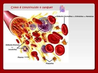 Como é constituído o sangue?
Glóbulos Vermelhos ou Eritrócitos ou Hemácias
Glóbulos Brancos
ou
Leucócitos
Plasma
Plaquetas
 
