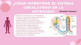¿CÓMO INTERVIENE EL SISTEMA
CIRCULATORIO EN LA
NUTRICIÓN?
El sistema circulatorio es el encargado de
transportar nutrientes y gases absorbidos en
el sistema digestivo y respiratorio,
respectivamente, hasta cada una de
nuestras células. El medio de transporte es
la sangre y las vías por las que viaja, los
vasos sanguíneos. Después de ser
absorbidos en el intestino delgado, los
monosacáridos y los aminoácidos son
transportados por la vena aorta hacia el
hígado, donde son almacenados y liberados
a la sangre en la medida en que son
requeridos por el organismo.
Elizabeth Salazar)
 