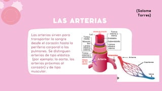LAS ARTERIAS
Las arterias sirven para
transportar la sangre
desde el corazón hasta la
periferia corporal o los
pulmones. Se distinguen
arterias de tipo elástico
(por ejemplo; la aorta, las
arterias próximas al
corazón) y de tipo
muscular.
(Salome
Torres)
 