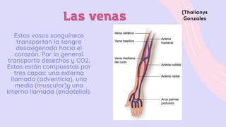 Las venas
Estos vasos sanguíneos
transportan la sangre
desoxigenada hacia el
corazón. Por lo general
transporta desechos y CO2.
Estas están compuestas por
tres capas: una externa
llamada (adventicia), una
media (muscular)y una
interna llamada (endotelial).
(Thalianys
Gonzales
 