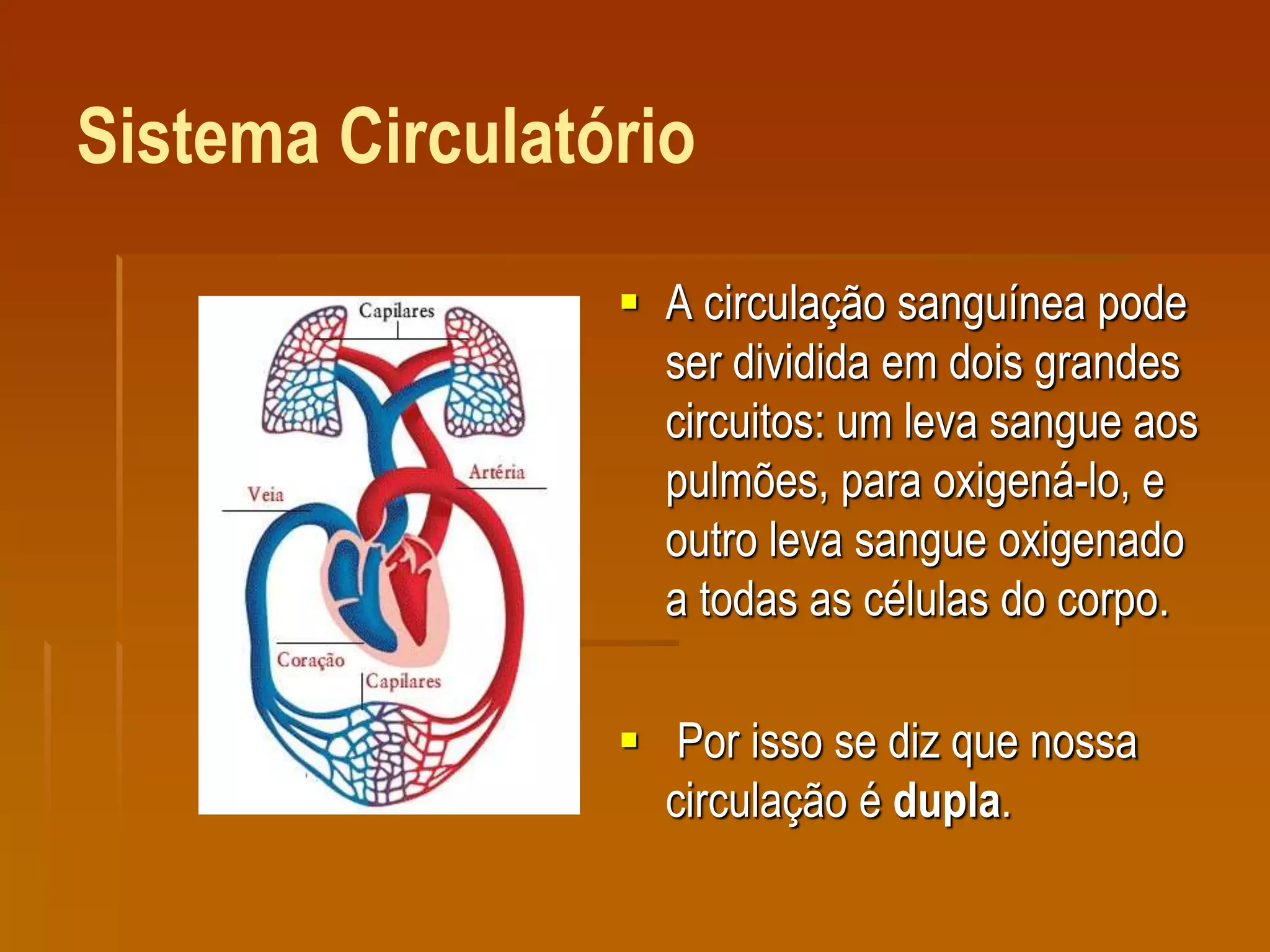 Sistema Circulatório
 A circulação sanguínea pode
ser dividida em dois grandes
circuitos: um leva sangue aos
pulmões, para oxigená-lo, e
outro leva sangue oxigenado
a todas as células do corpo.
 Por isso se diz que nossa
circulação é dupla.
 