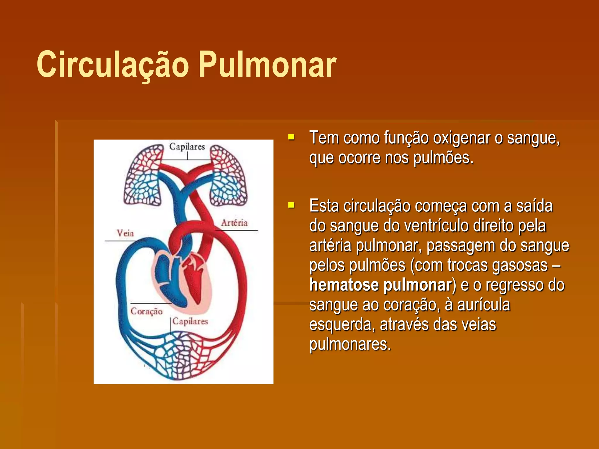 Circulação Pulmonar
 Tem como função oxigenar o sangue,
que ocorre nos pulmões.
 Esta circulação começa com a saída
do sangue do ventrículo direito pela
artéria pulmonar, passagem do sangue
pelos pulmões (com trocas gasosas –
hematose pulmonar) e o regresso do
sangue ao coração, à aurícula
esquerda, através das veias
pulmonares.
 