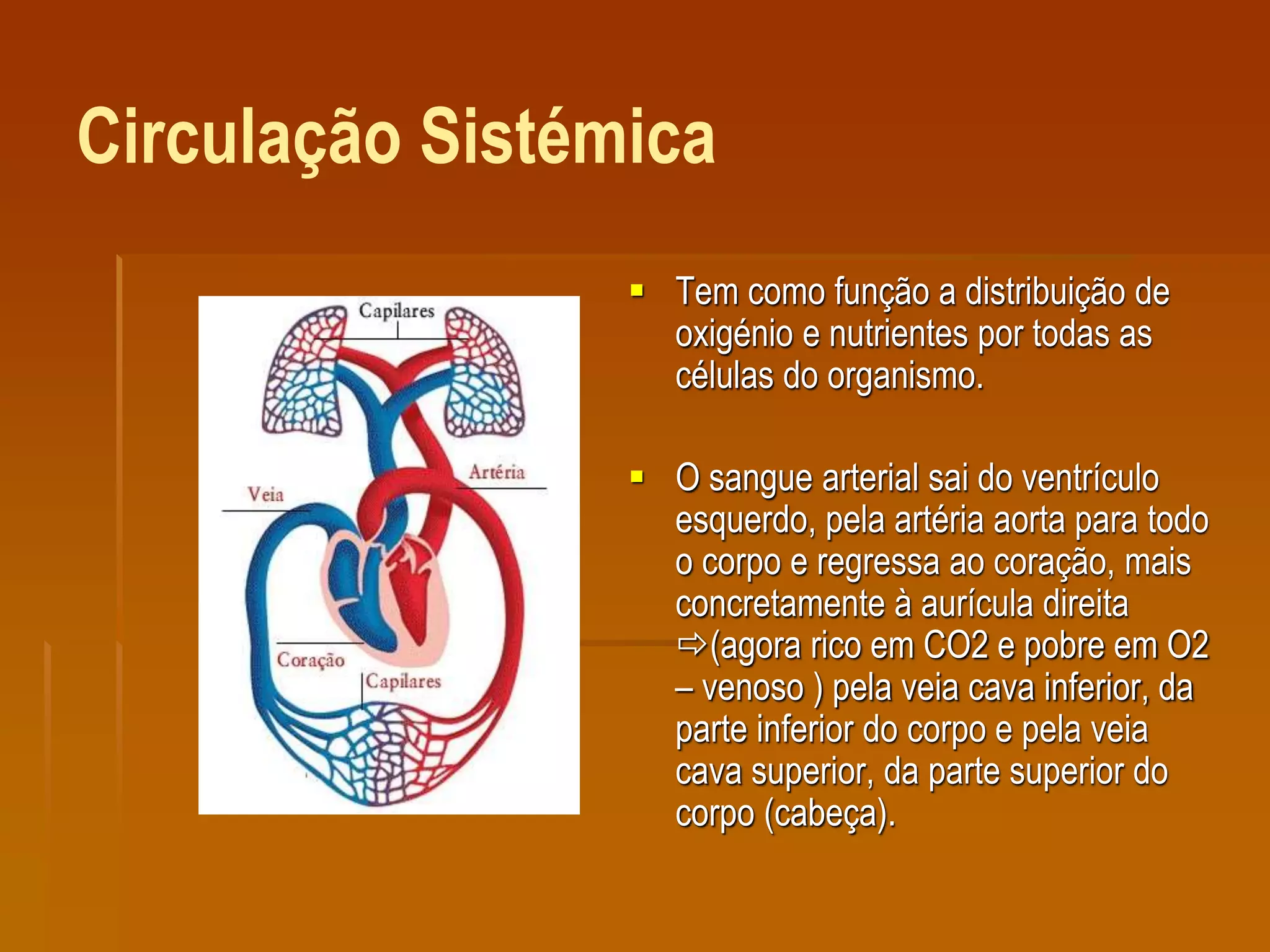 Circulação Sistémica
 Tem como função a distribuição de
oxigénio e nutrientes por todas as
células do organismo.
 O sangue arterial sai do ventrículo
esquerdo, pela artéria aorta para todo
o corpo e regressa ao coração, mais
concretamente à aurícula direita
(agora rico em CO2 e pobre em O2
– venoso ) pela veia cava inferior, da
parte inferior do corpo e pela veia
cava superior, da parte superior do
corpo (cabeça).
 